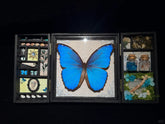 Blue Morpho Butterfly Gift Box – Opens to a World of Wonder